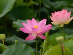 -荷塘月色湿地公园·向阳花洲