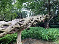 -瑞丽独树成林风景区