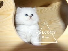 -喵zoo家庭繁育猫舍(尖东智能花园店)