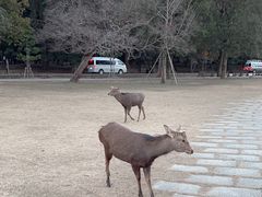 -奈良公园