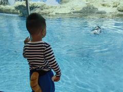 -帝企鹅自助餐厅•儿童岛•真企鹅(长隆企鹅酒店)