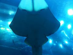 -迪拜水族馆及水下动物园