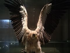 -青藏高原自然博物馆