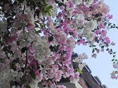 -深圳国际园林花卉博览园