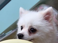 -怪兽屋·羊驼·猫咖·狗咖(俊华广场店)