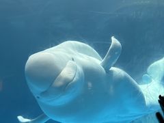 -海合安武汉极地海洋公园