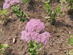 -野鸭湖国家湿地公园