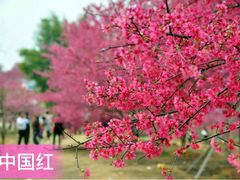 -天适樱花悠乐园