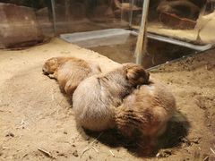 -绿色星球动物主题公园