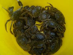 -小象钓虾·营地烧烤(洛溪店)