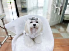 -鑫艺宠物美容培训学校