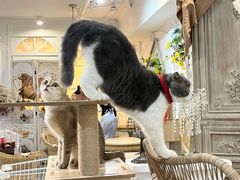 -共舞时光猫咖·狗咖(新街口店)