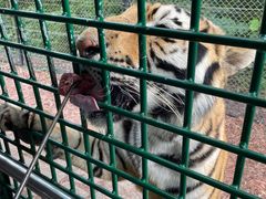 -深圳野生动物园