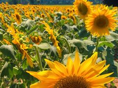 -汉长安城未央宫国家考古遗址公园