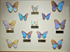 -上海昆虫博物馆