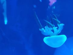 -芜湖新华联大白鲸海洋公园