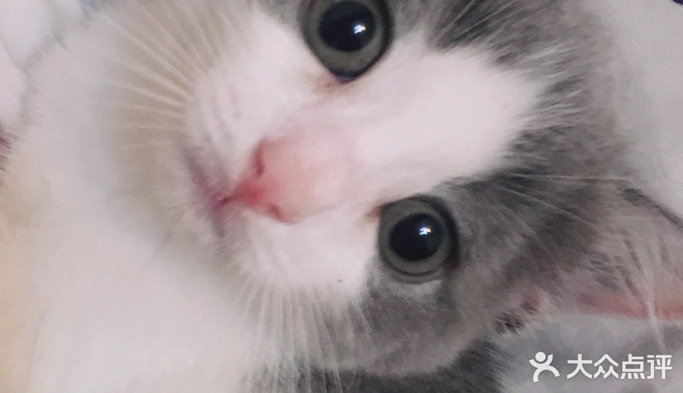 终于也变成了铲屎官[爱心]