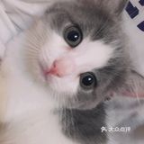 终于也变成了铲屎官[爱心]