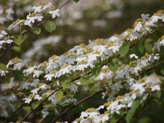 -中国科学院华南植物园