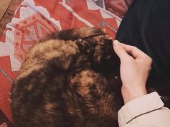 -Sirena海妖日咖夜酒