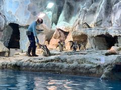 -帝企鹅自助餐厅•儿童岛•真企鹅(长隆企鹅酒店)