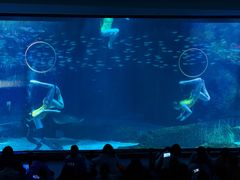 -海合安成都极地海洋公园