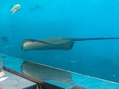 -瑞德姆美人鱼海底演艺主题餐厅(亚龙湾店)