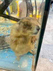 -神奇动物撸宠馆·羊驼·小浣熊·异宠(豫园店)