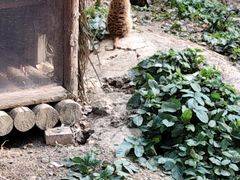 -成都动物园