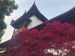 -武汉大学-樱园