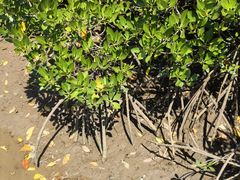 -东寨港红树林旅游区