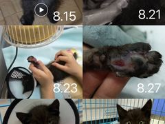 -瑞派动物医院·猫专科·至诚(江南中分院)