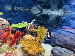 -上海海洋水族馆