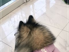 -艾吉宠物医院·疑难杂症转诊中心·猫友好(碧江路院)