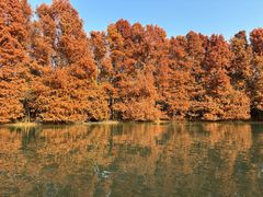 -上海海湾国家森林公园