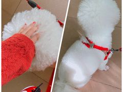 -汕尾菜粿(向西老店)