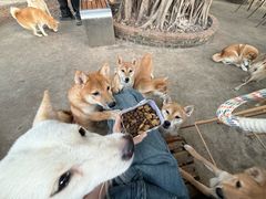 -柴犬高等学院·狗咖·柴犬售卖·宠物训练