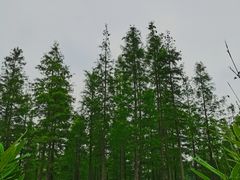 -白鹭湾湿地公园