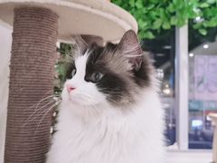 -藏猫猫咖啡主题馆(中央大道店)