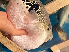 -天正河鲀·河豚亭(大连店)