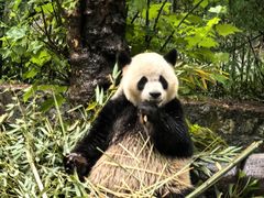 -都江堰中华大熊猫苑