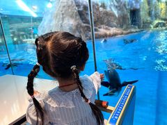 -帝企鹅自助餐厅•儿童岛•真企鹅(长隆企鹅酒店)