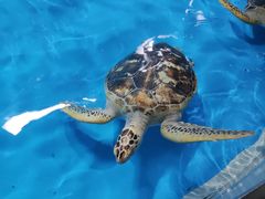 -泉城欧乐堡海洋极地世界