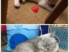 -伟伟宠物医院·CT影像中心·瑞派犬猫综合性门诊(汉口总院)