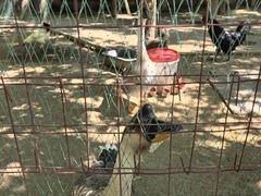 -圣露庄园·露营·烤肉·亲子