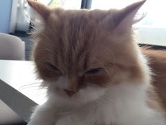喵的天空-喵的天空名猫咖啡馆·撸猫·猫舍·用品