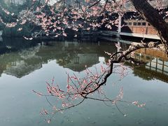 -艺圃