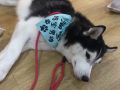 -Husky Go! 哈士奇体验馆·宠物咖啡厅狗咖