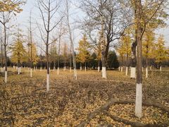 -绿堤公园