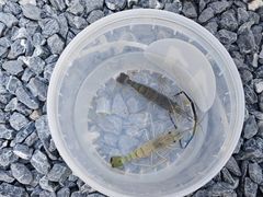 -DGE季风钓虾营地·团建·聚会
